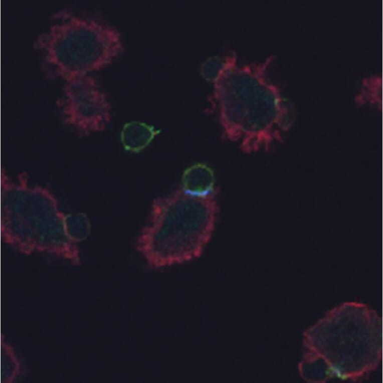 Immunocytochemistry - Anti-CD3 zeta (phospho Tyr72) Antibody [EM-26] (A86534) - Antibodies.com