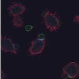 Immunocytochemistry - Anti-CD3 zeta (phospho Tyr72) Antibody [EM-26] (A86534) - Antibodies.com