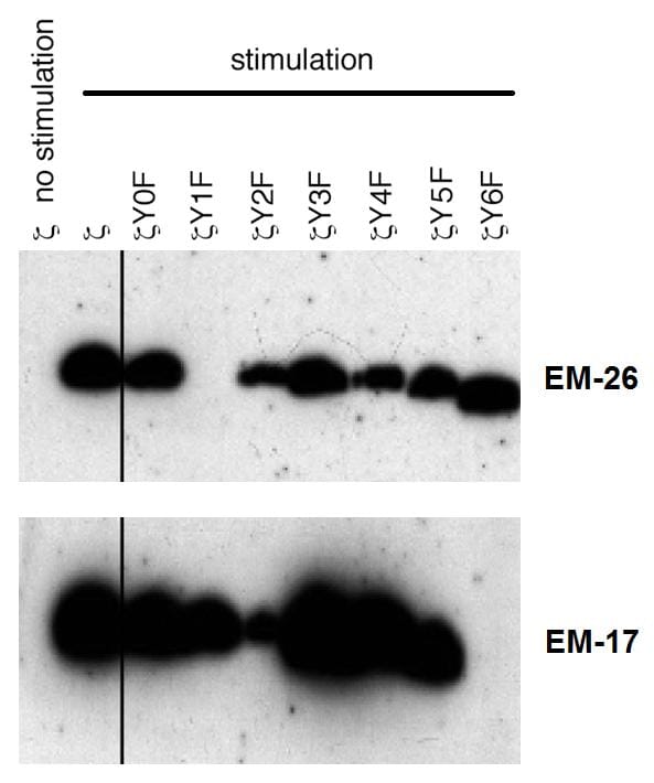 Anti-CD3 zeta (phospho Y72) Antibody [EM-26] (A86536)