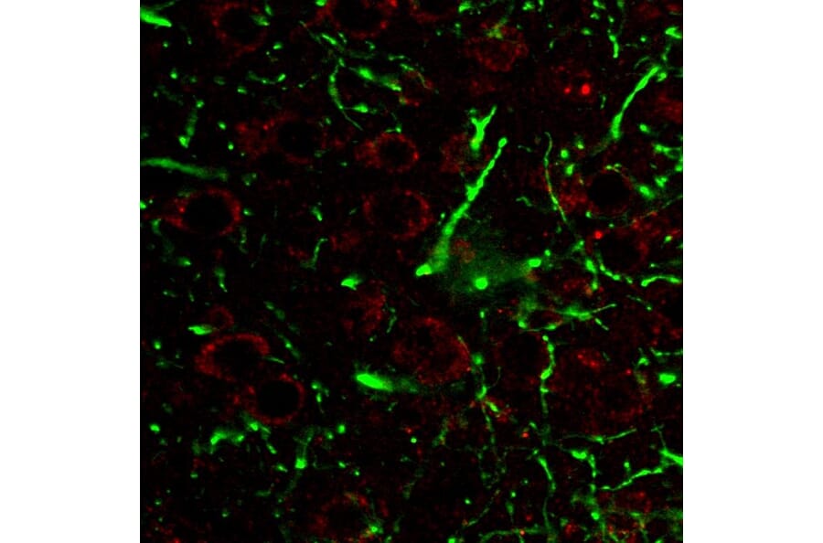 IHC - Anti-LAMP1 Antibody [H4A3] - BSA and Azide free (A86537)