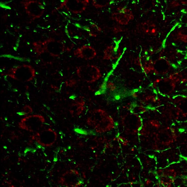 IHC - Anti-LAMP1 Antibody [H4A3] - BSA and Azide free (A86537)