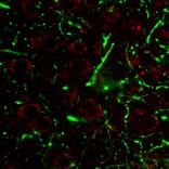 IHC - Anti-LAMP1 Antibody [H4A3] - BSA and Azide free (A86537)