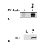 Western Blot - Anti-BRG1 Antibody [BRG-01] (A86540) - Antibodies.com