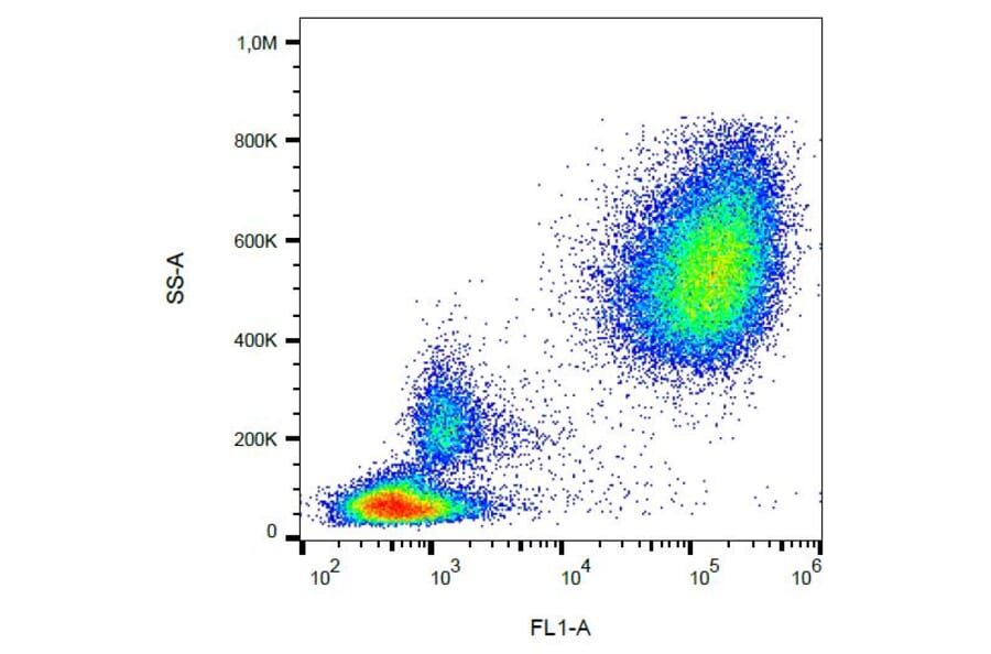 Flow Cytometry - Anti-CD65 Antibody [VIM8] (FITC) (A86544) - Antibodies.com