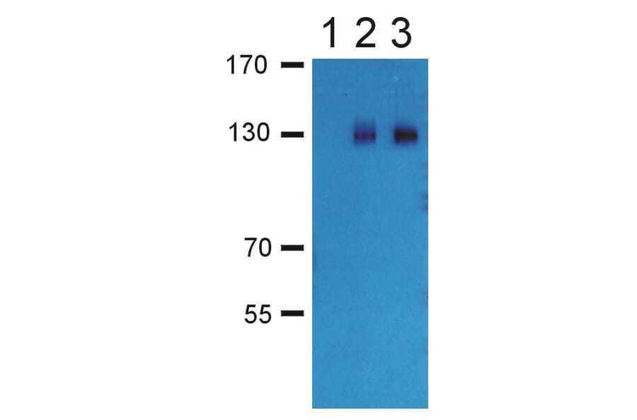 Western Blot - Anti-GABA B Receptor 2 Antibody (A86546) - Antibodies.com