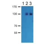 Western Blot - Anti-GABA B Receptor 2 Antibody (A86546) - Antibodies.com