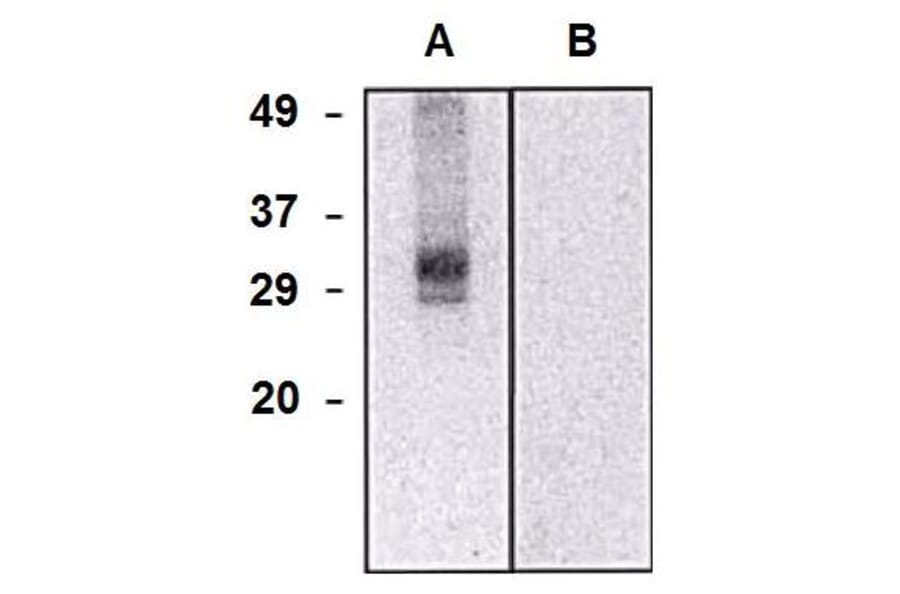 WB - Anti-CLIC5 Antibody [CLIC5-02] (A86556)