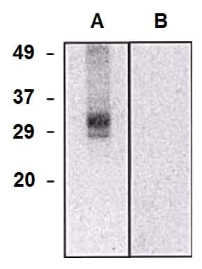 Western blotting analysis of CLIC5a in HEK293-CLIC5a transfectants (A) and HEK293 cells (B) using Anti-CLIC5a Antibody (A86556).