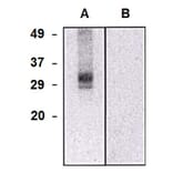Western Blot - Anti-CLIC5 Antibody [CLIC5-02] (A86552) - Antibodies.com