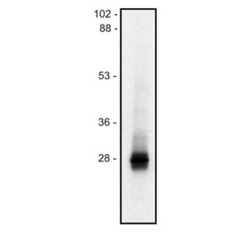 WB - Anti-LIME Antibody [mLIME-05] (A86561)