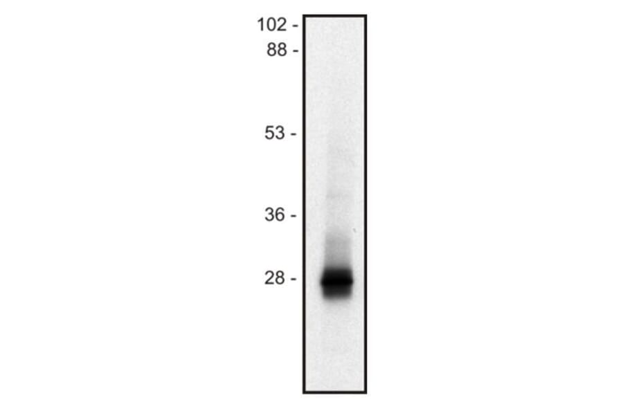 WB - Anti-LIME Antibody [mLIME-05] (A86561)