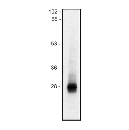 WB - Anti-LIME Antibody [mLIME-05] (A86561)