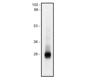 Western Blot - Anti-LIME Antibody [mLIME-05] (A86560) - Antibodies.com