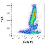 Flow Cytometry - Anti-CD82 Antibody [C33] (PE) (A86569)
