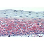 Immunohistochemistry - Anti-CD82 Antibody [C33] (A86571) - Antibodies.com