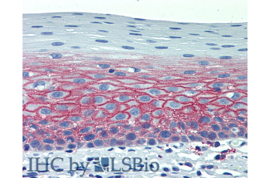 IHC - Anti-CD82 Antibody [C33] - Low endotoxin, Azide free (A86574)