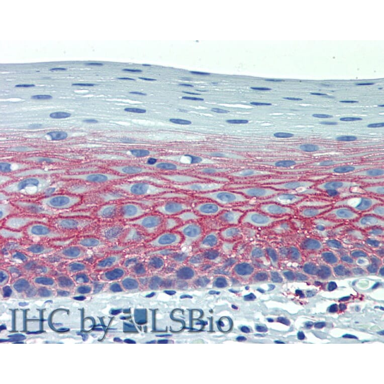 IHC - Anti-CD82 Antibody [C33] - Low endotoxin, Azide free (A86574)