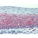 IHC - Anti-CD82 Antibody [C33] - Low endotoxin, Azide free (A86574)