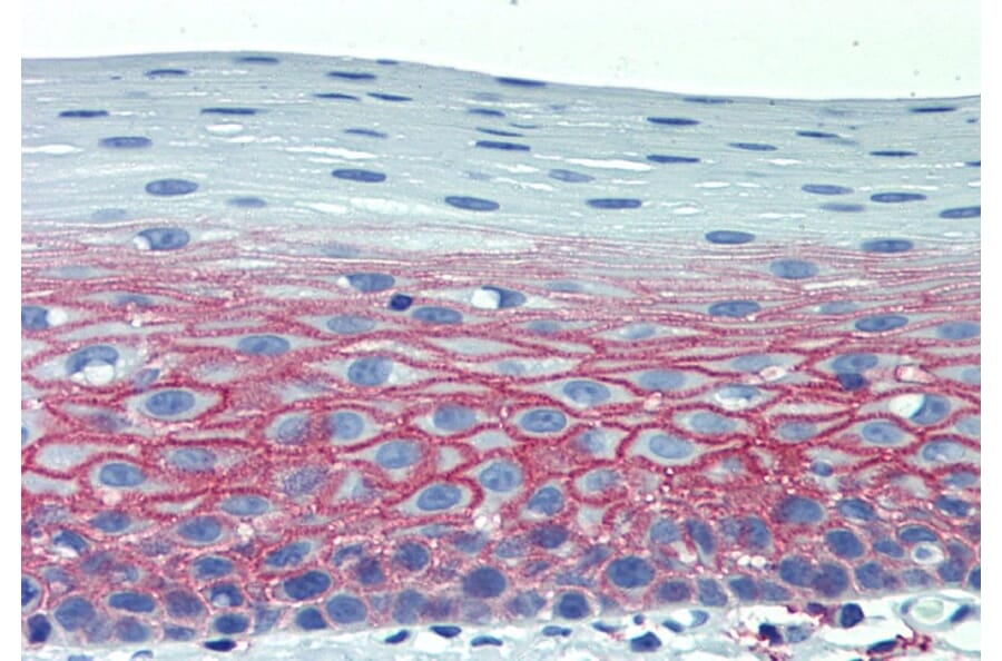 Immunohistochemistry - Anti-CD82 Antibody [C33] - Low endotoxin, Azide free (A86572) - Antibodies.com