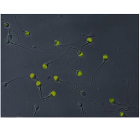 ICC - Anti-VCP Antibody [Hs-14] (A86576)