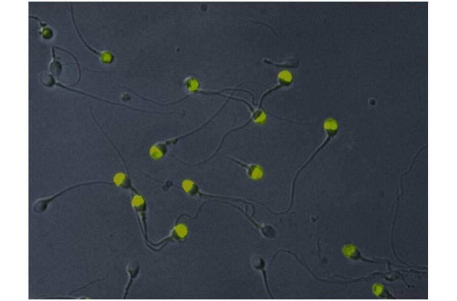 ICC - Anti-VCP Antibody [Hs-14] (A86576)