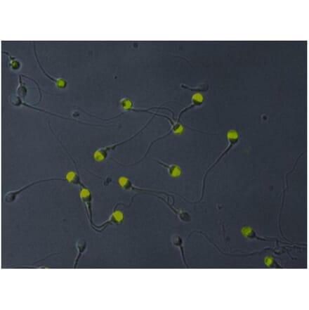 ICC - Anti-VCP Antibody [Hs-14] (A86576)