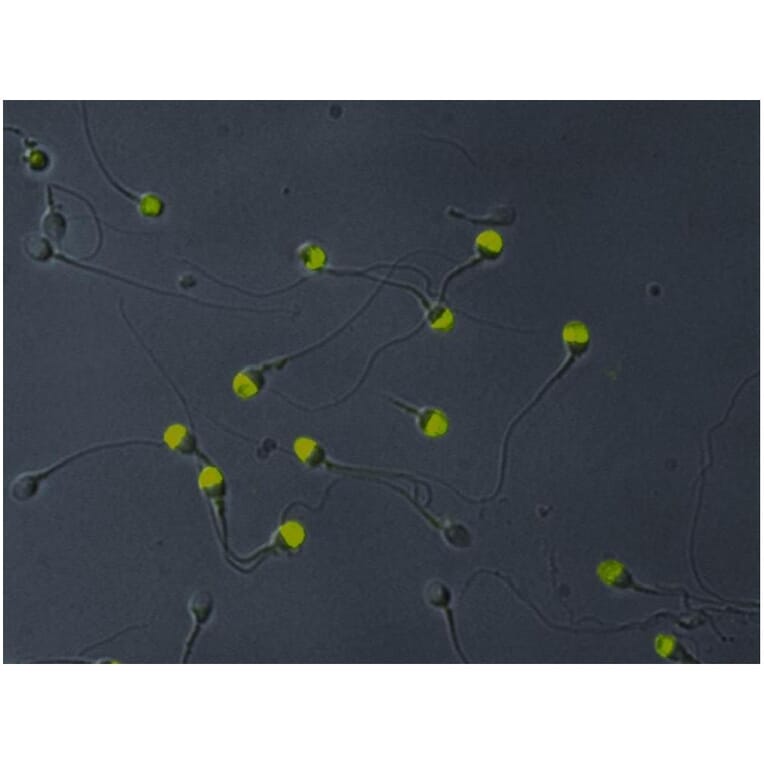 ICC - Anti-VCP Antibody [Hs-14] (A86576)