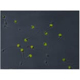 ICC - Anti-VCP Antibody [Hs-14] (A86576)