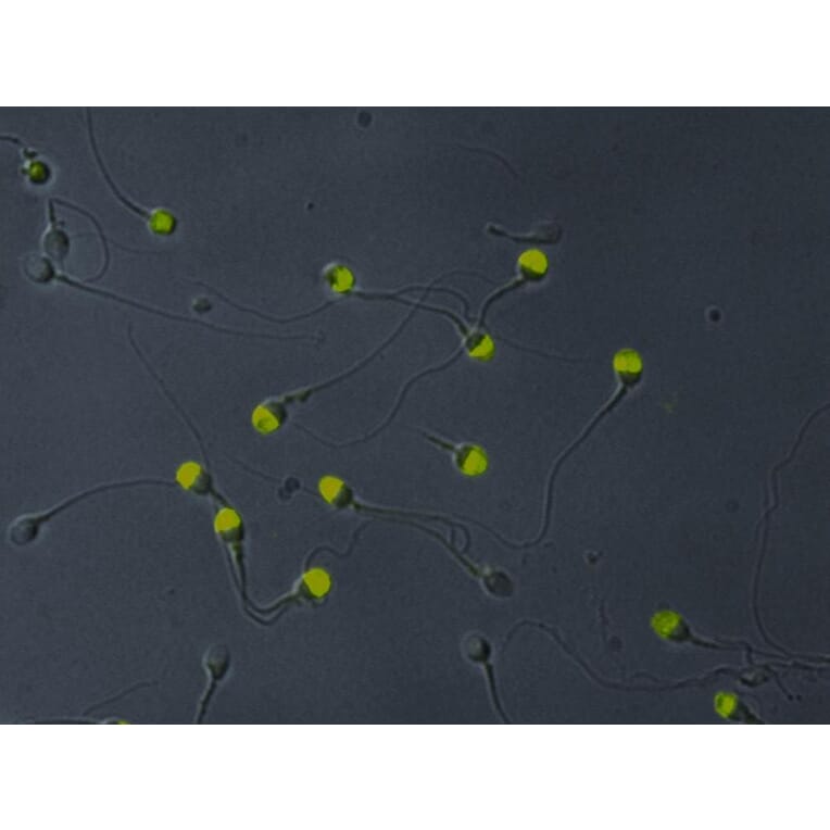 Immunocytochemistry - Anti-VCP Antibody [Hs-14] (A86574) - Antibodies.com