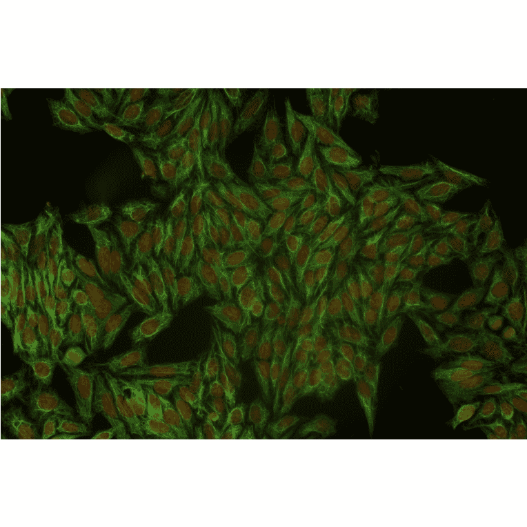 ICC - Anti-Cytokeratin 18 Antibody [DC-10] (A86578)