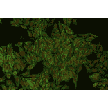 ICC - Anti-Cytokeratin 18 Antibody [DC-10] (A86578)