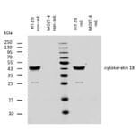 WB - Anti-Cytokeratin 18 Antibody [DC-10] (A86578)