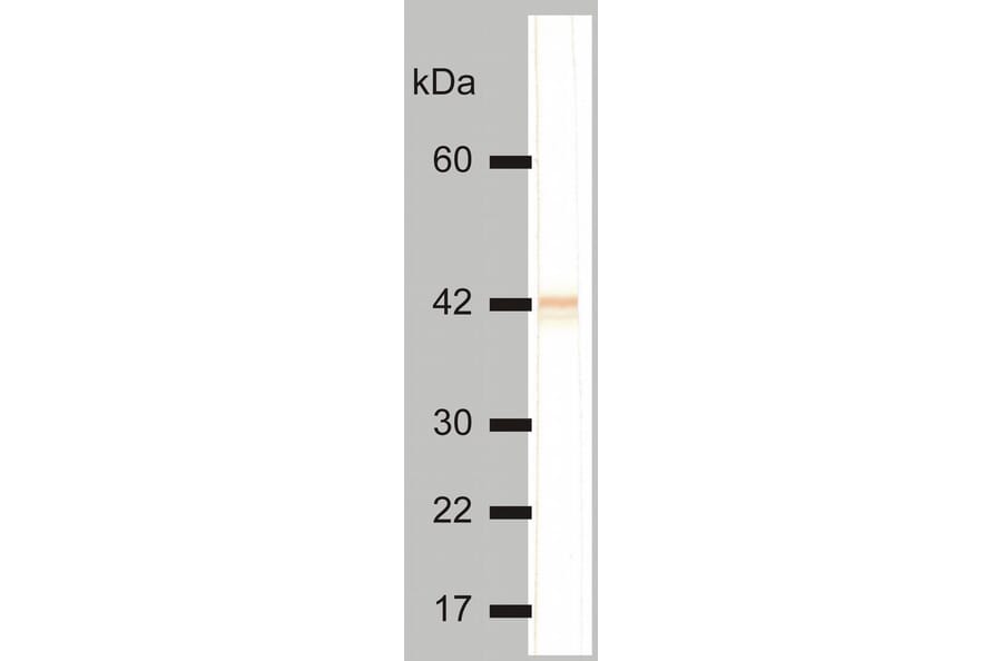 Western Blot - Anti-Cytokeratin 18 Antibody [DC-10] (A86576) - Antibodies.com
