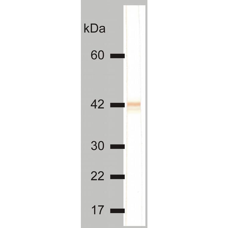 Western Blot - Anti-Cytokeratin 18 Antibody [DC-10] (A86576) - Antibodies.com