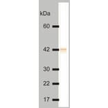 Western Blot - Anti-Cytokeratin 18 Antibody [DC-10] (A86576) - Antibodies.com