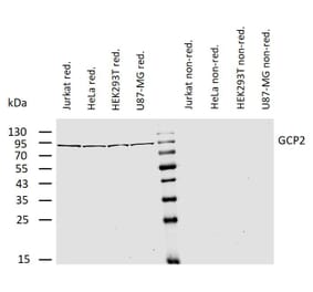 WB - Anti-TUBGCP2 Antibody [GCP2-01] (A86579)