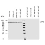 WB - Anti-TUBGCP2 Antibody [GCP2-01] (A86579)