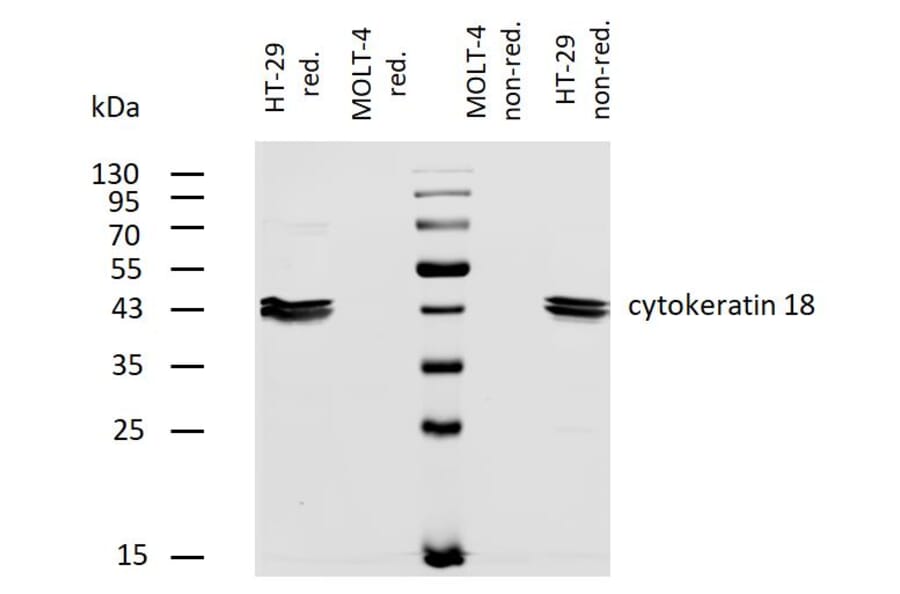 WB - Anti-Cytokeratin 18 Antibody [DC-10] (Biotin) (A86580)