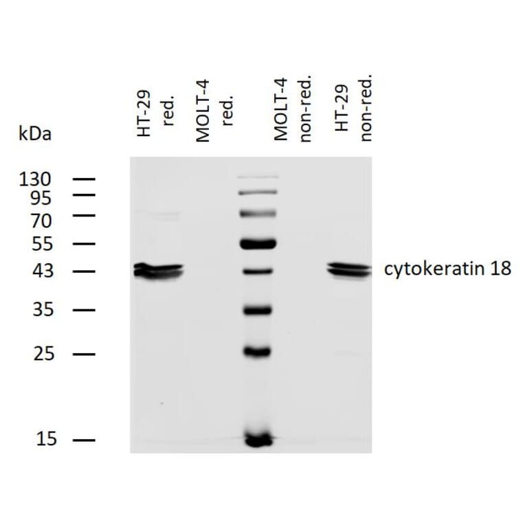 WB - Anti-Cytokeratin 18 Antibody [DC-10] (Biotin) (A86580)