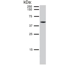 WB - Anti-Cytokeratin 8 Antibody [C-51] (A86581)
