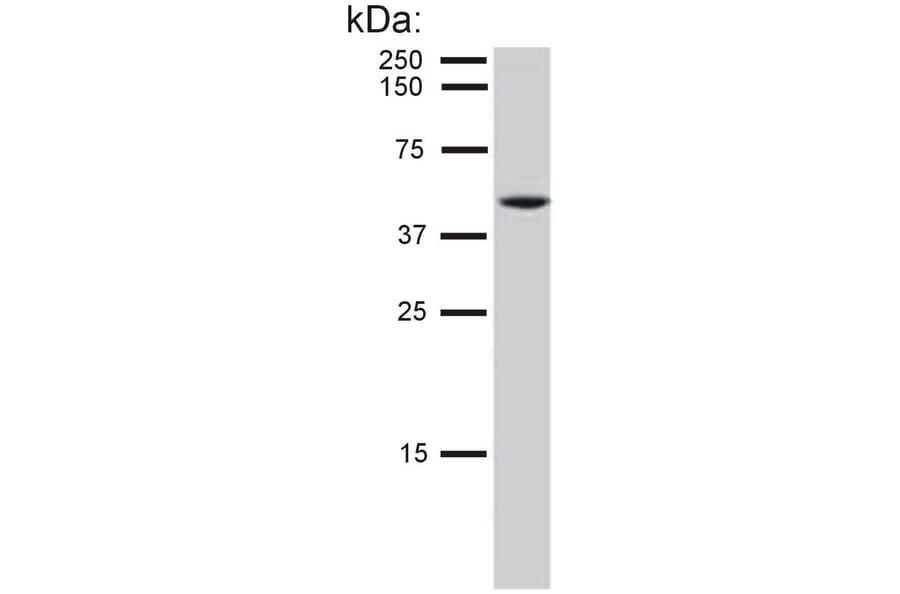 WB - Anti-Cytokeratin 8 Antibody [C-51] (A86581)
