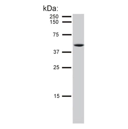 WB - Anti-Cytokeratin 8 Antibody [C-51] (A86581)