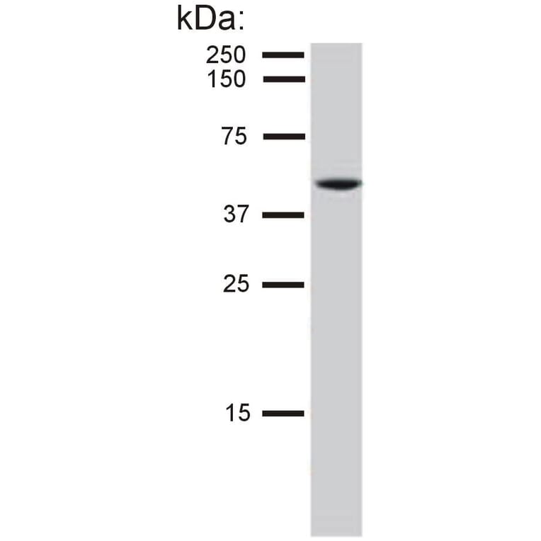 WB - Anti-Cytokeratin 8 Antibody [C-51] (A86581)