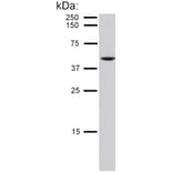 WB - Anti-Cytokeratin 8 Antibody [C-51] (A86581)