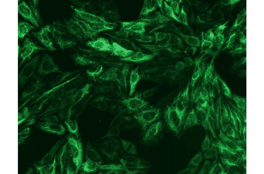 ICC - Anti-Cytokeratin 8 Antibody [C-51] (A86581)