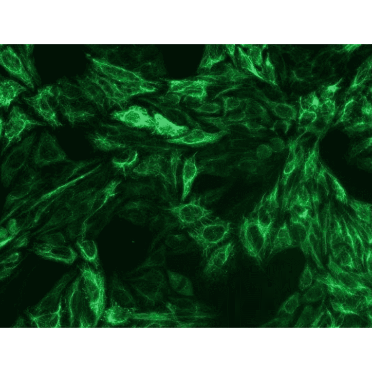 ICC - Anti-Cytokeratin 8 Antibody [C-51] (A86581)