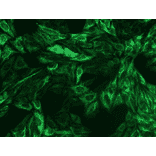 ICC - Anti-Cytokeratin 8 Antibody [C-51] (A86581)