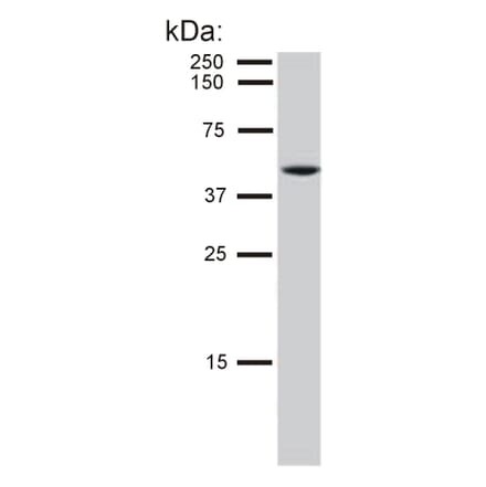 Western Blot - Anti-Cytokeratin 8 Antibody [C-51] (A86580) - Antibodies.com