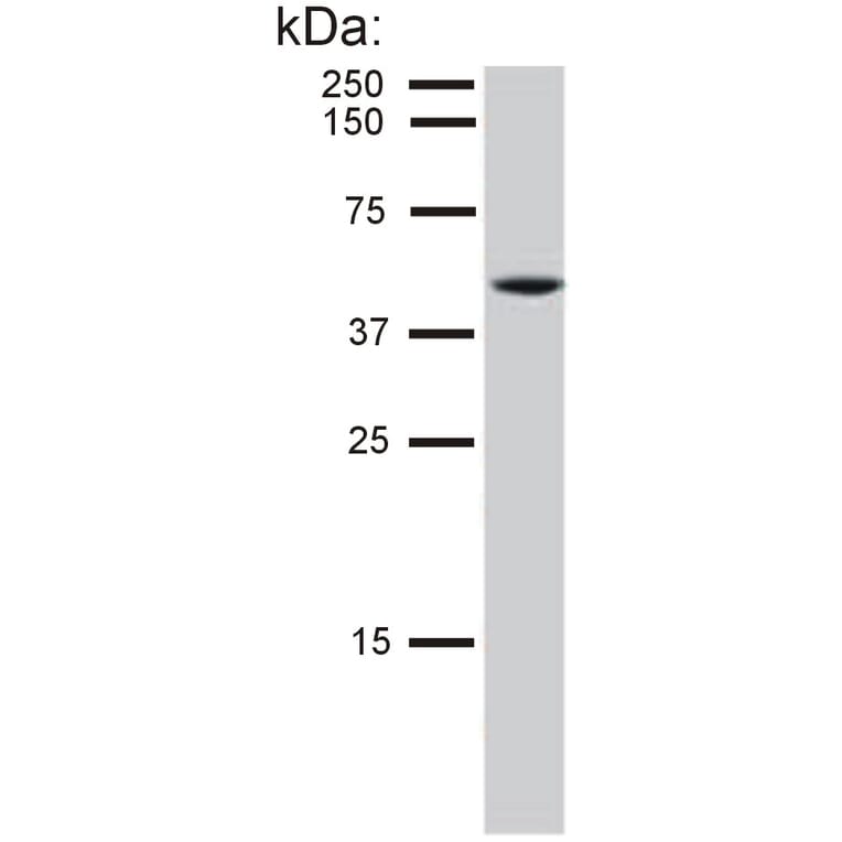 Western Blot - Anti-Cytokeratin 8 Antibody [C-51] (A86580) - Antibodies.com