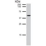 Western Blot - Anti-Cytokeratin 8 Antibody [C-51] (A86580) - Antibodies.com